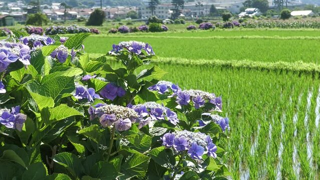 「紫陽花の名所」　日本、神奈川県開成町