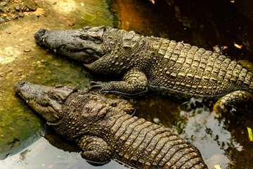 alligator in the everglades
