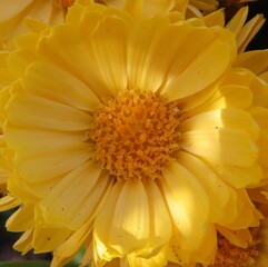 冬にキクが黄色い花を咲かせています