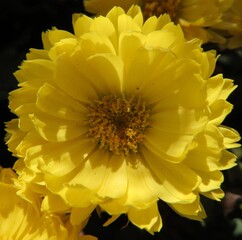 冬にキクが黄色い花を咲かせています