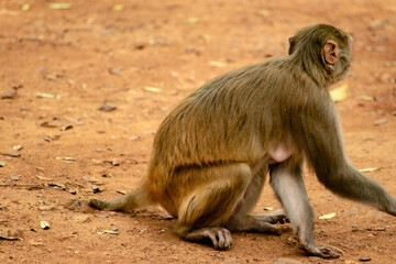 baboon sitting on the ground