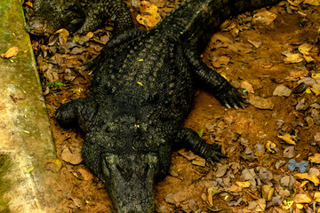close up of a crocodile