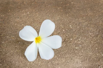 Foto auf Acrylglas Tropical Plumeria flower on the floor © nilawan