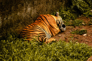 Fototapeta premium tiger in the grass