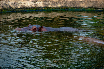 Obraz premium hippopotamus in the river