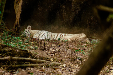 white tiger cub