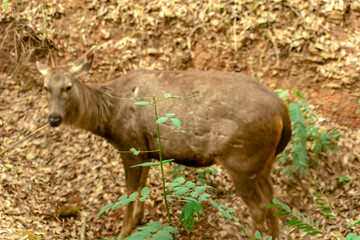 deer in the woods