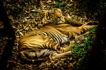 tiger in the night