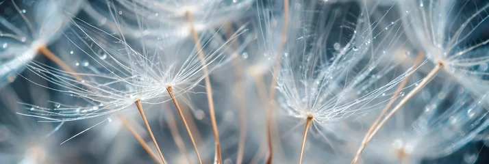 Fotobehang Delicate details of dandelion seeds up close, highlighting their structure and fragility. © Degimages