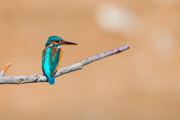 King Fisher is sitting on a branch peacefully. King fisher bird while hunting the fish and its fish pray. Common King fisher and Pied King Fisher.