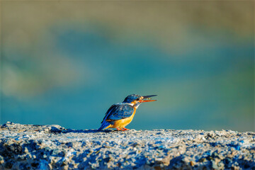 King Fisher is sitting on a branch peacefully. King fisher bird while hunting the fish and its fish pray. Common King fisher and Pied King Fisher.
