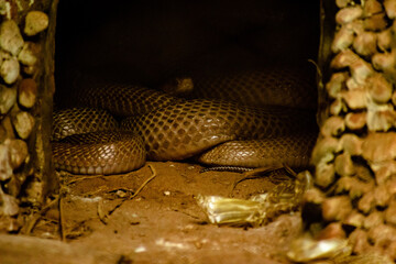 close up of a python