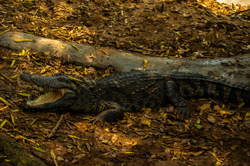 alligator in the everglades