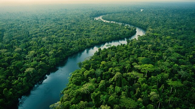 Preserving the Lungs of the Earth: Strategies for Amazon Rainforest Conservation