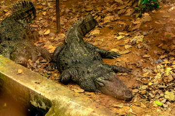 alligator in the swamp
