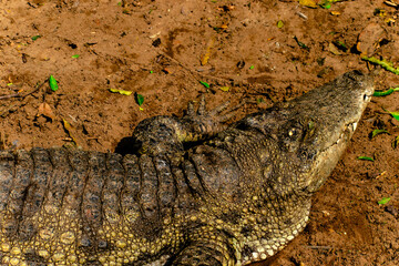close up of an alligator