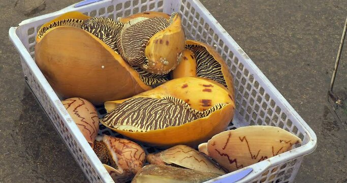 Zoom out of a plastic crate overflowing with  fresh tiger cowries. These marine snails are known for their beautiful shells