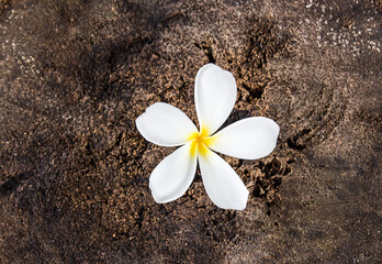 Close up plumeria flowers on floor