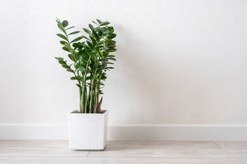 Houseplant Zamioculcas in a pot on white background.