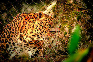 close up of jaguar in the zoo