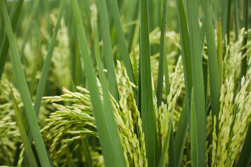 Paddies in rice fields