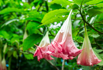 Thorn Apple (Datura fastuosa L.) flower background