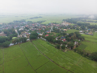 Fototapeta premium Aerial view paddy green rice field agricultural cultivate rice industry