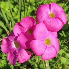 冬にフヨウカタバミがピンク色の花を咲かせています