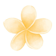 Plumeria flowers 