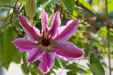 Blooming pink clematis flower.