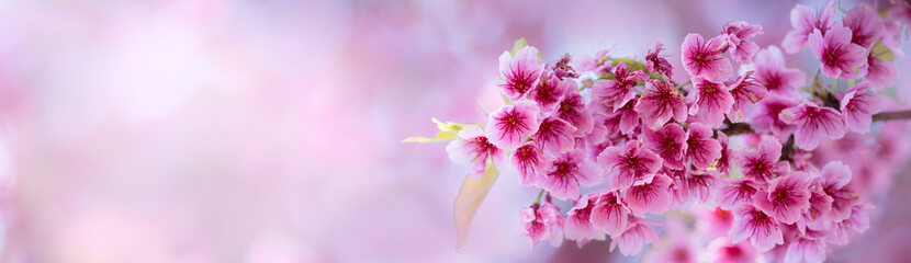 Nature of sakura flower in garden using as cover page background natural flora wallpaper or...