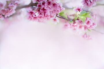 Nature of sakura flower in garden using as cover page background natural flora wallpaper or template brochure landing page design