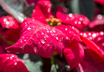 Red leaf with water drops