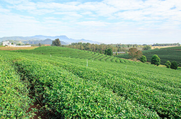 Fototapeta na wymiar Tea plantation on the mountain