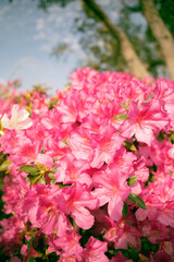 Pink Flowers in the Garden