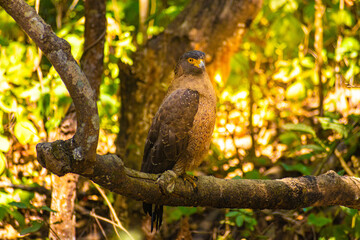 great horned eagle perched