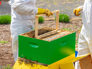 Beekeepers working new hive