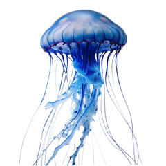 watercolor jellyfish