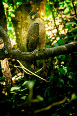 eagle on a branch