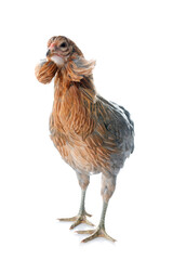 gray araucana chicken © cynoclub