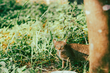 Cats in colonies use both sounds and body language to communicate with each other.
cat Like some other domesticated animals (like horses)