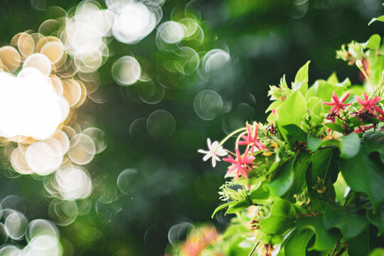 ,Combretum indicum flower are blooming and green leaf at summer,rangoon creeper, and combretum indicum is a vine with red flower clusters and is found in asia