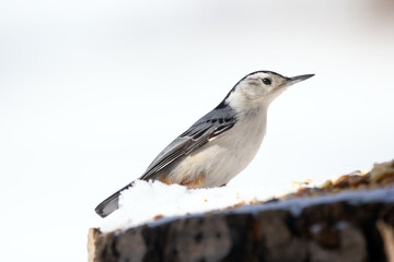 White-breasted nuthatch is standing on a stump with seeds in winter.