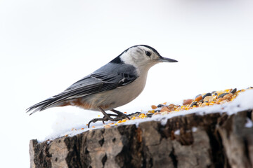 White-breasted nuthatch is standing on a stump with seeds in winter.