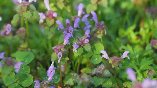 Wild Spring Flower Red Henbit Sprouted In Ground. Lamium Purpureum. Deaf Nettle Blooming In A Forest.