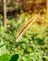 Grass flower with morning sunlight