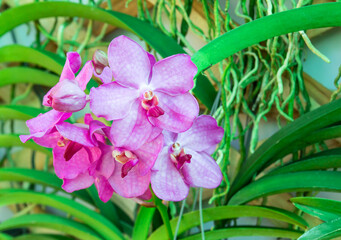 Beautiful purple orchid