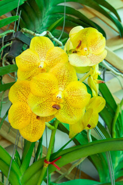 beautiful yellow orchid in the garden