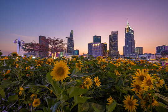 Sunset sunflower field in Thu Duc City, Ho Chi Minh city, Viet Nam 