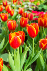 Group of red tulips in the park